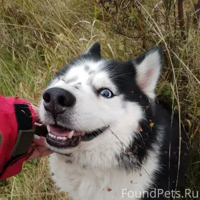 Пропала собака, территориально...