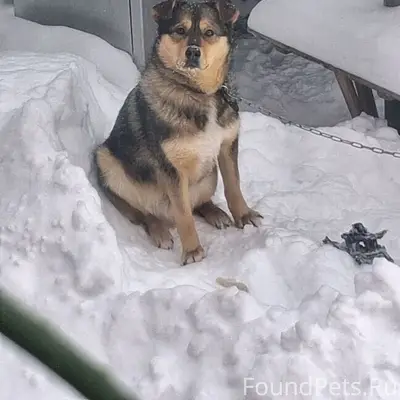 Потерялся пес. Кто увидит звон...