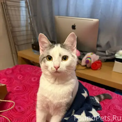 Пропала кошка!!!! Зовут Луна Е...