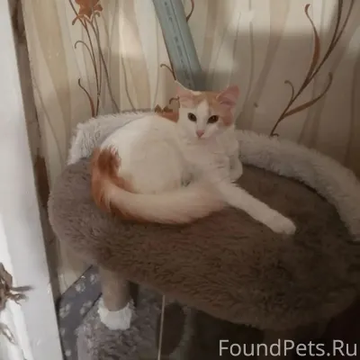 Стич, котик , возраст 6 месяце...