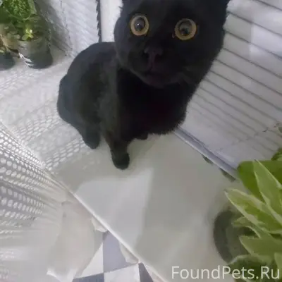 Пропал кот, если кто-то видел....