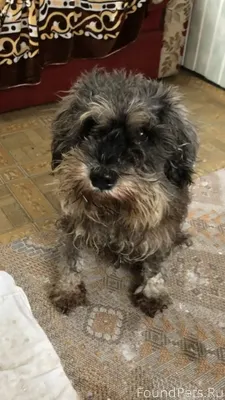 Найдена собака в Фокинском рай...