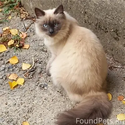 Пропала кошечка! В районе прос...