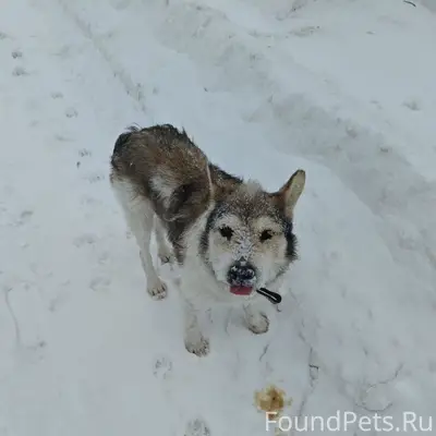19.02 10:00 Бегает пёс...