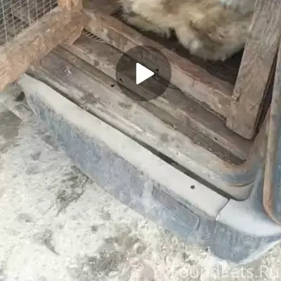 Пропала собака по кличке Джеси...