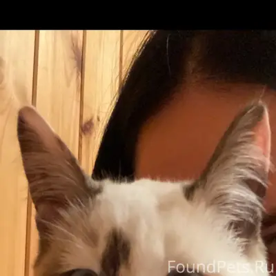 Пропала кошка, на ней есть оше...