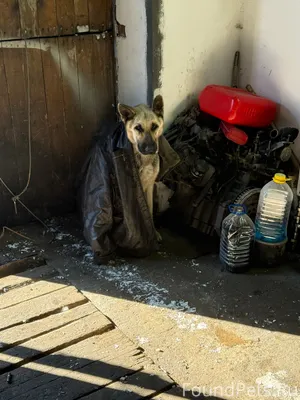 Найдена собака Район лавочкина...