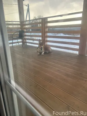 Потерялся пес, два дня бегает ...