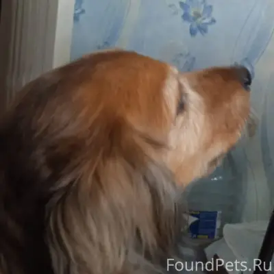 Потерялась собака рыжий спание...