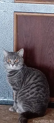 Пропал кот Гриша ! Тагилстрой ...