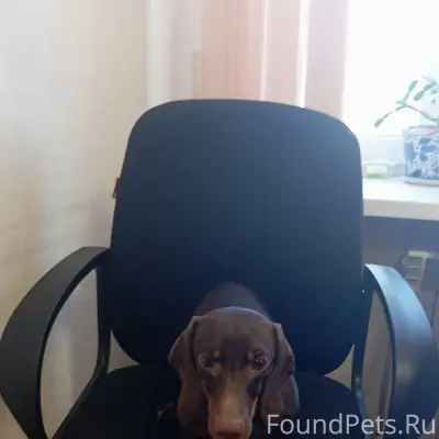 Найдена собака такса девочка, ...