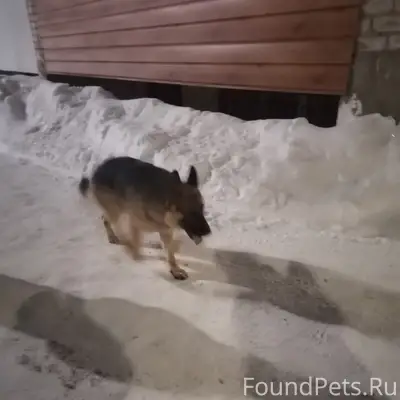Чья собака? Видимо потерялась!...