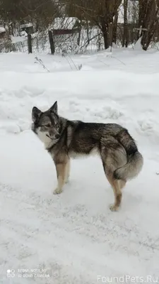 Найден пес в деревне Отяевка. ...