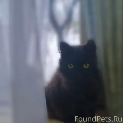 Пропал котёнок откликается на ...