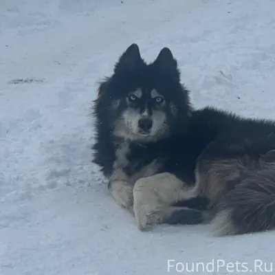 Видели собаку. Хаски или малам...