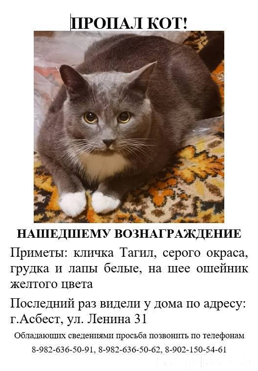 Сколько дней кошка просит кота