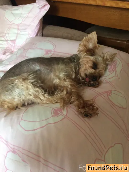 Пропала девочка Йорк