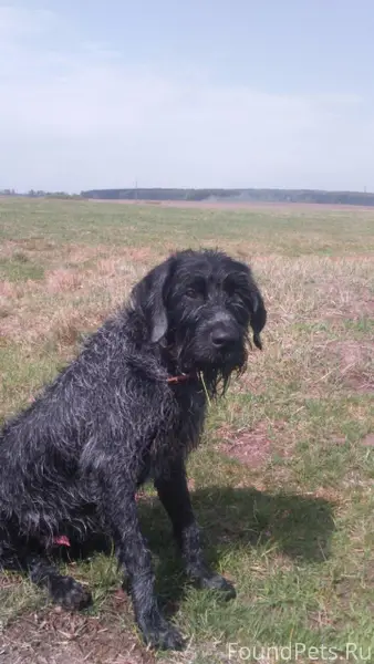 Пропал друг