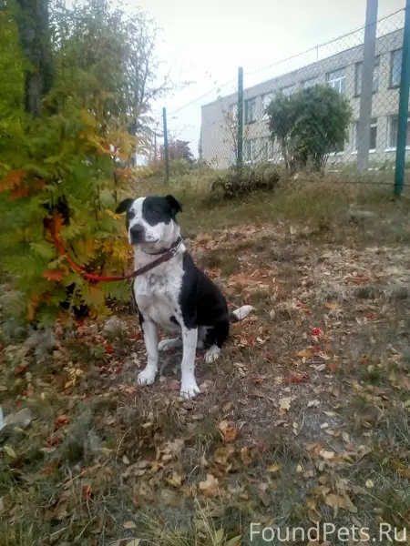 Стафф или пит черно-белый