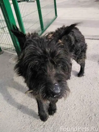Найден ризеншнауцер