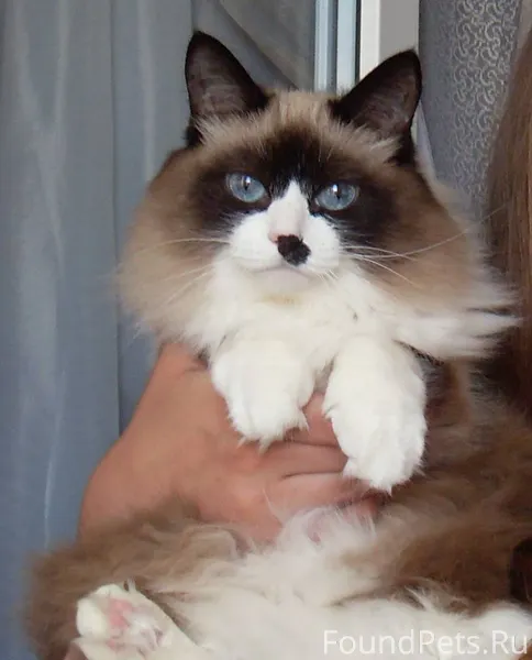 Пропала кошка в Заозерном, 2 микрорайон, 25