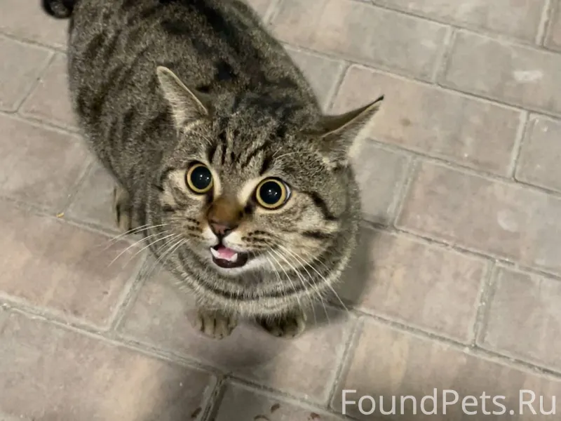 Найден кот без хвоста. Москва, Нагатино-Садовники