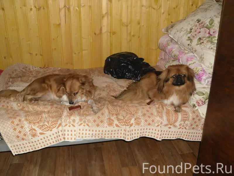 Помогите найти!Потерялась любимая собачка!