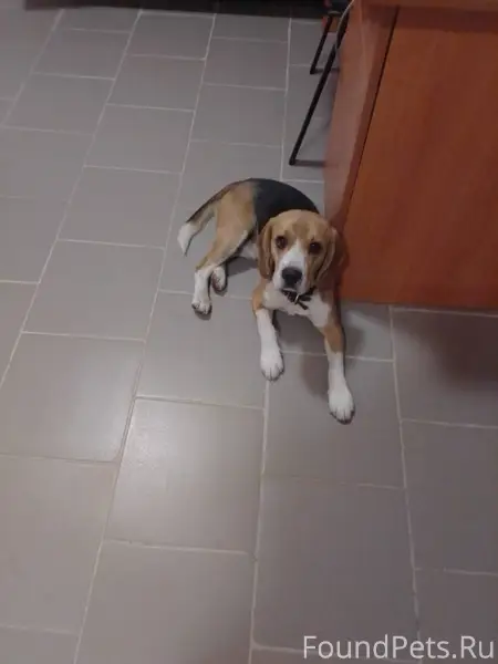 Найден бигль кобель молодой