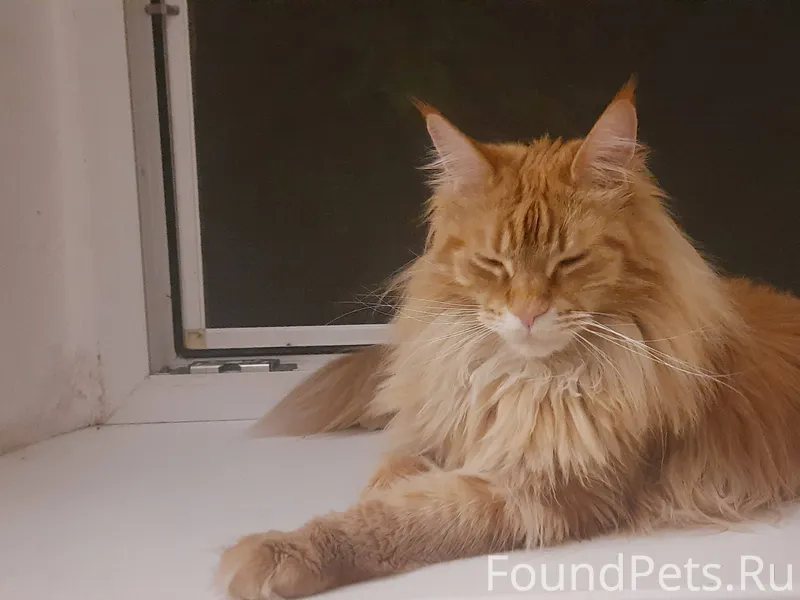 Пропала кошка,мейн-кун.