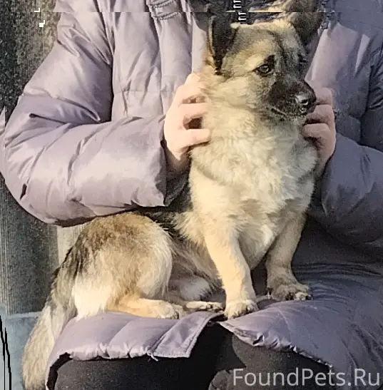 Пропала собака