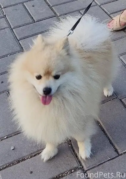 8 мая в районе 18 часов ушел из дома (ул. Закамчатская) и не вернулся  померанский шпиц по кличке Кузьма. Имеющим информацию прошу сообщить.