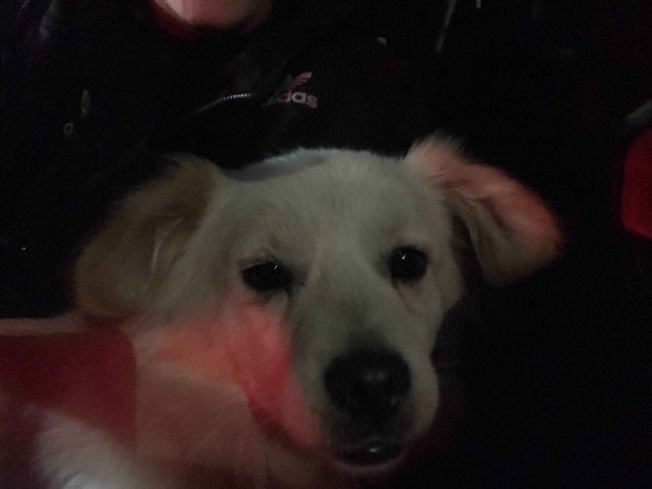 Найдена собака на Максимовке. ...