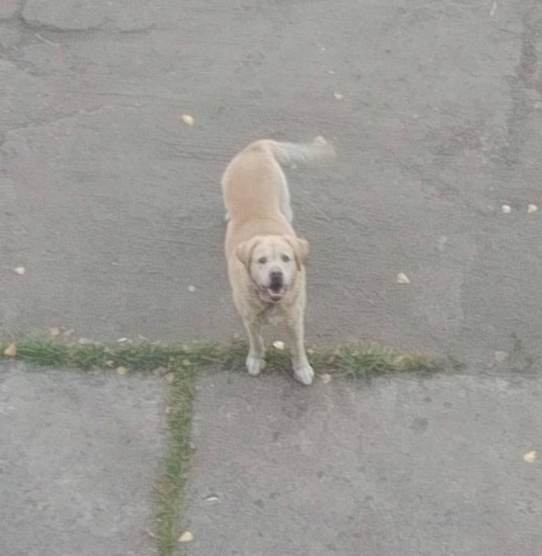 #ОтПодписчика Кто потерял соба...