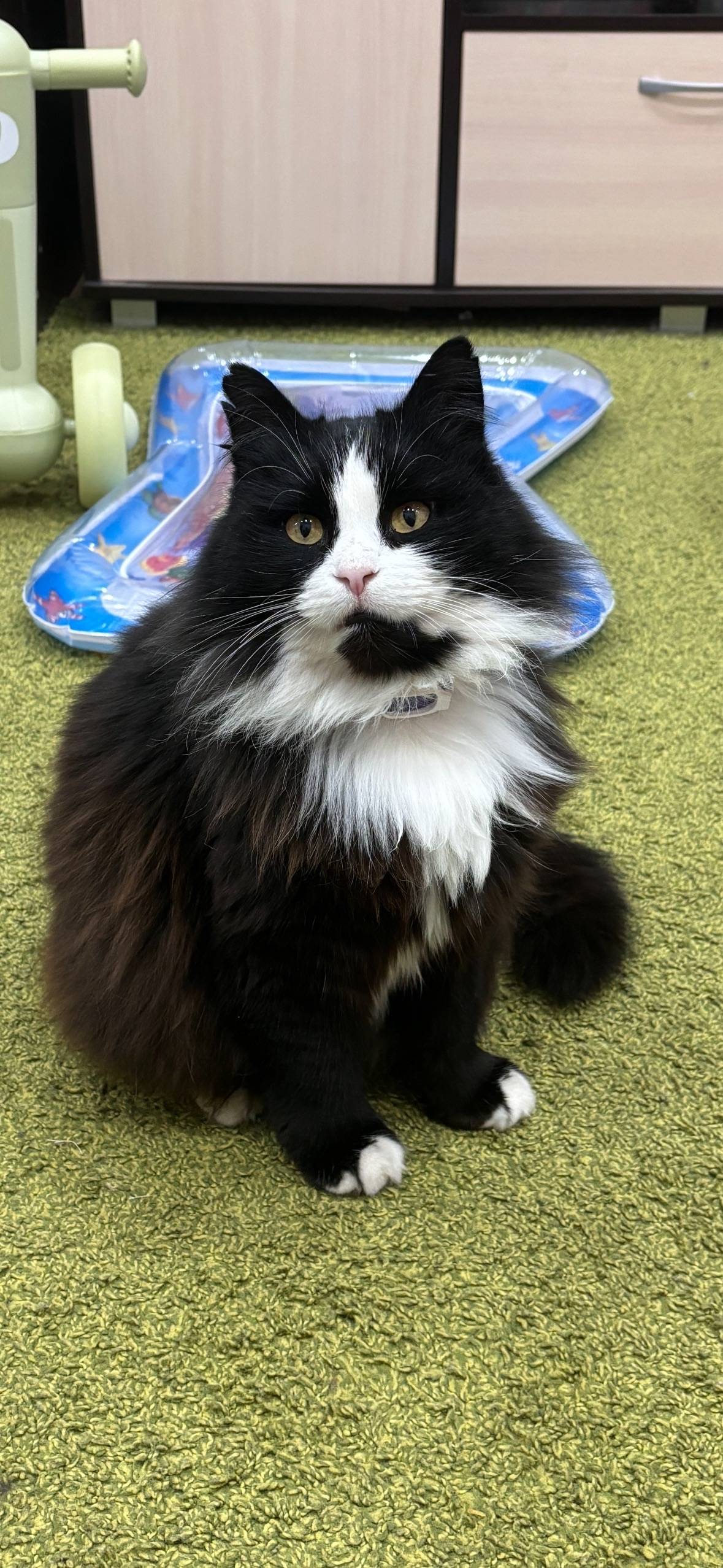 Пропала кошка Анфиса. В районе...