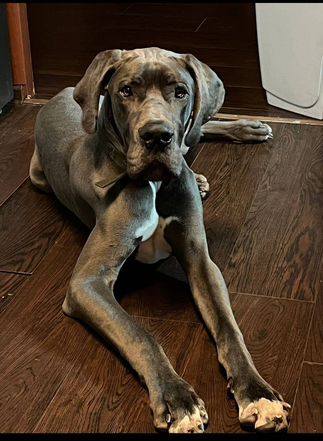 Потерялась собака немецкий дог...