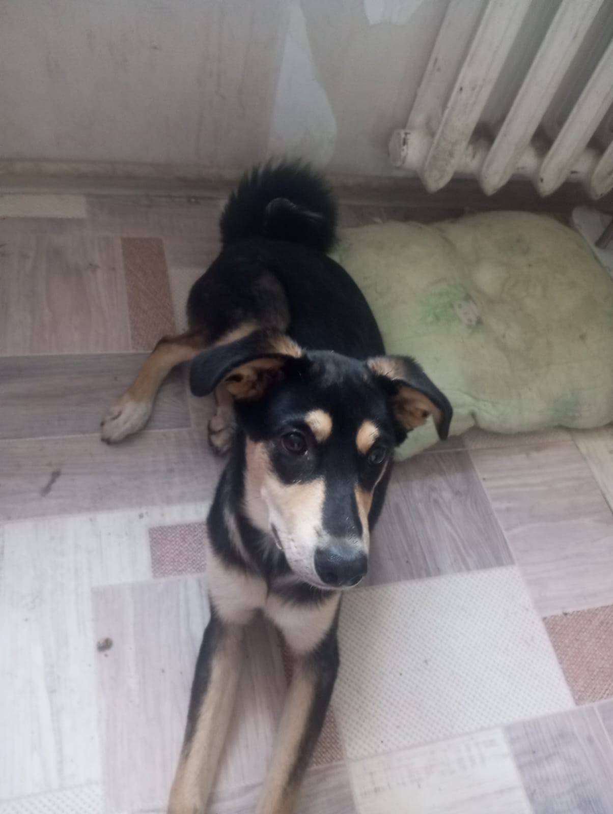 Анонимно потеряли собаку по кл...