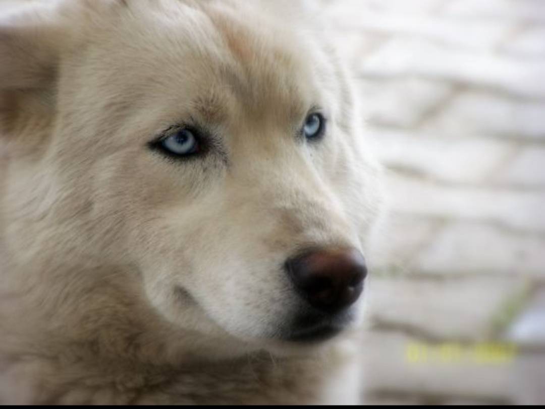 Чей Хась? В сад пришел большой...