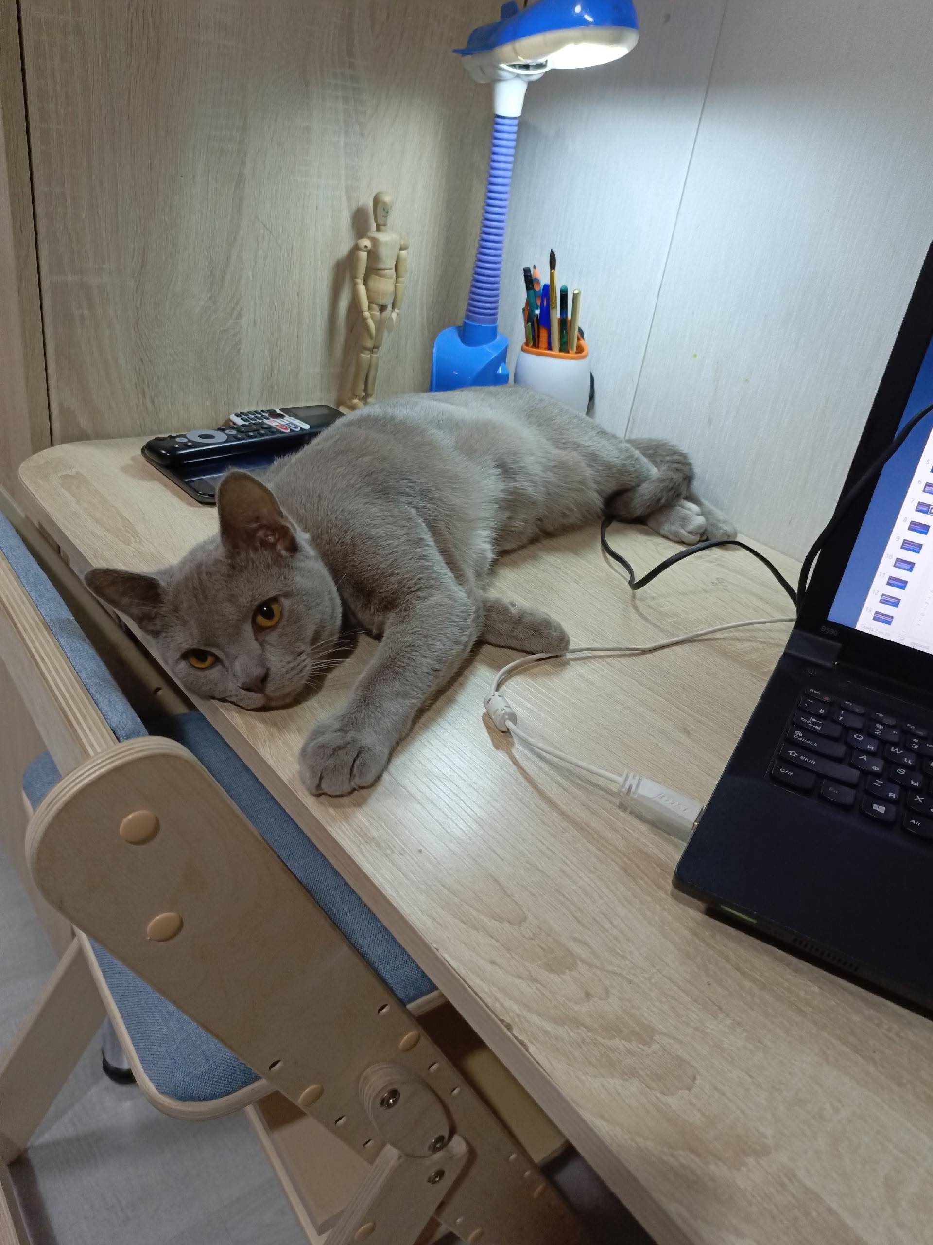 Пропал кот на северной части в...