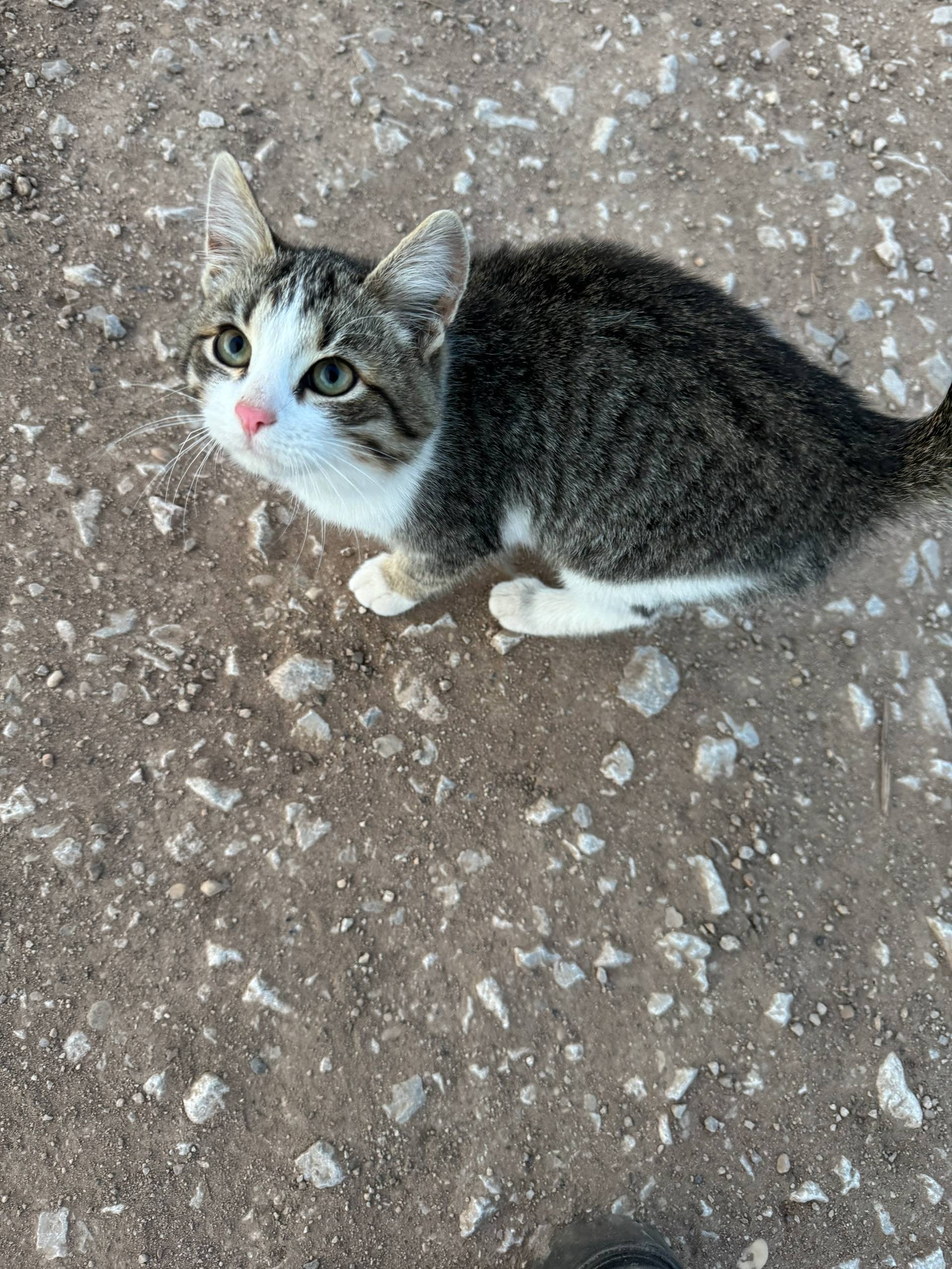 Прибился котенок 🐱 Очень ласко...