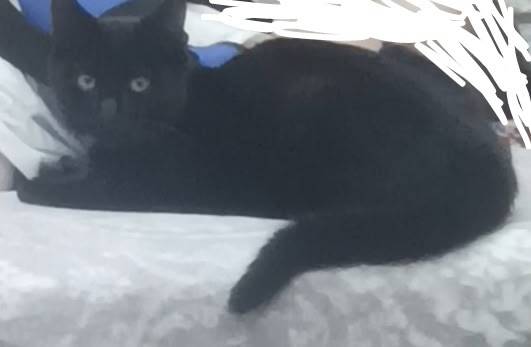 Пропал кот, на шее синий ошейн...