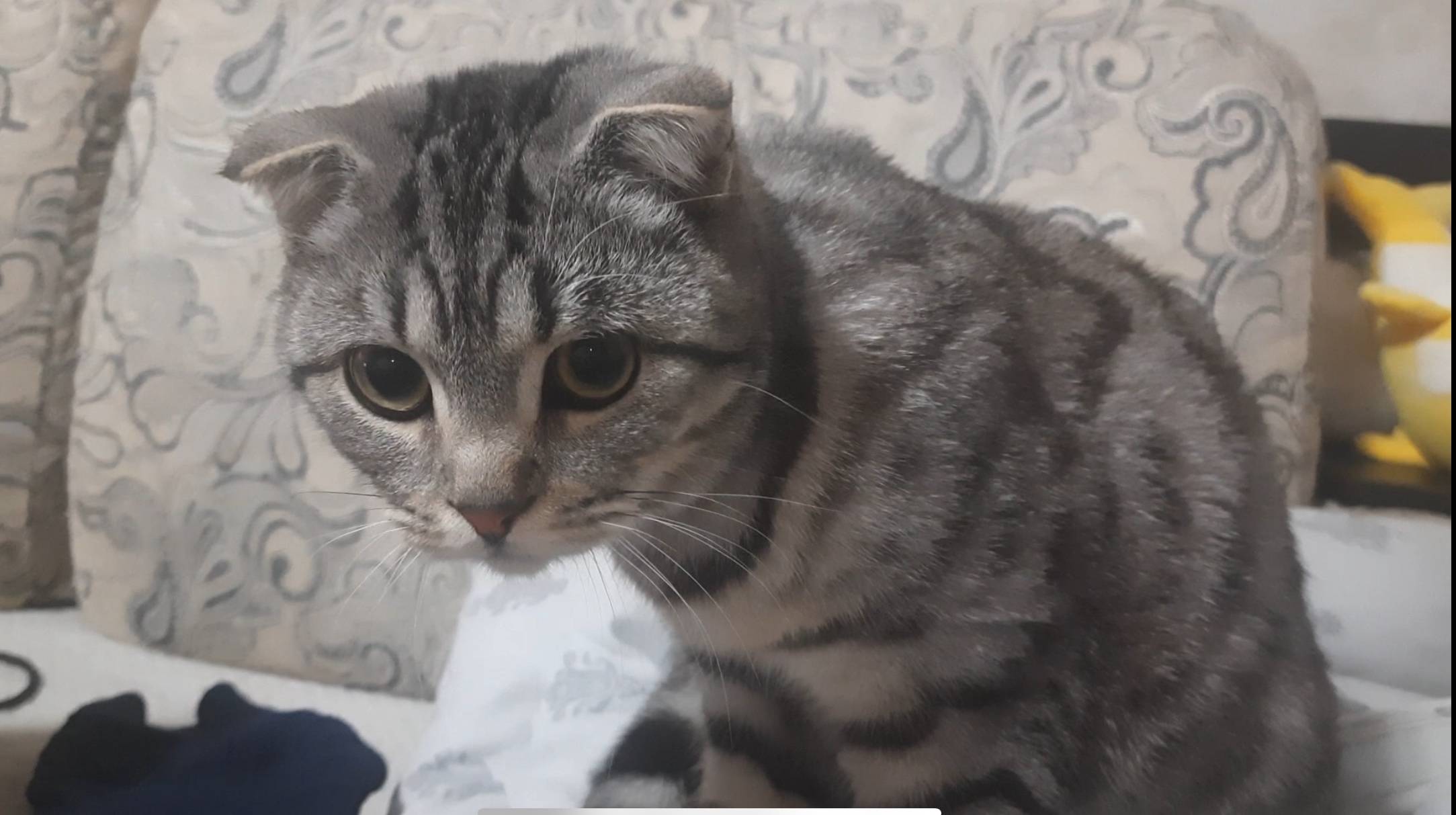 Пропал кот по кличке Тайсон, с...