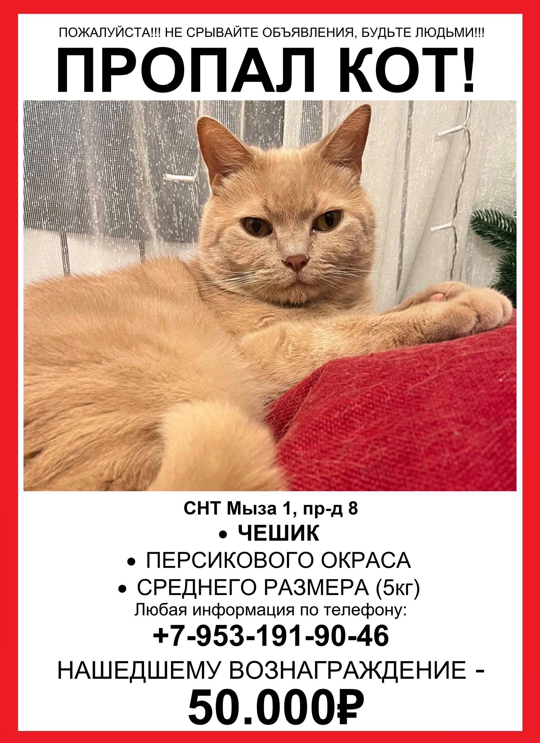 🆘 ПРОПАЛ КОТ! 🆘 Не теряем...