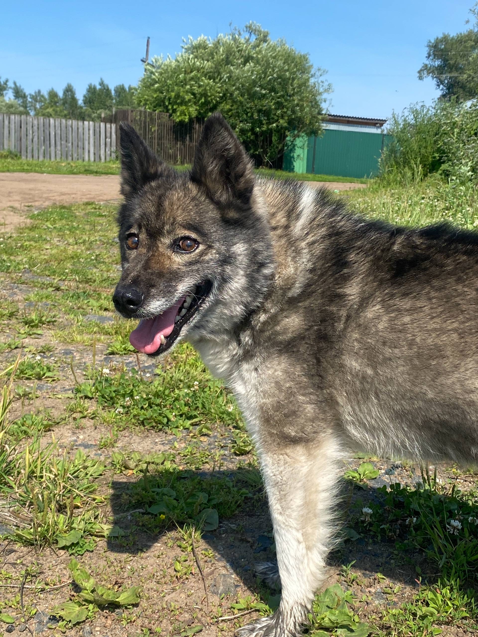 Потерялась собака по кличке Жу...