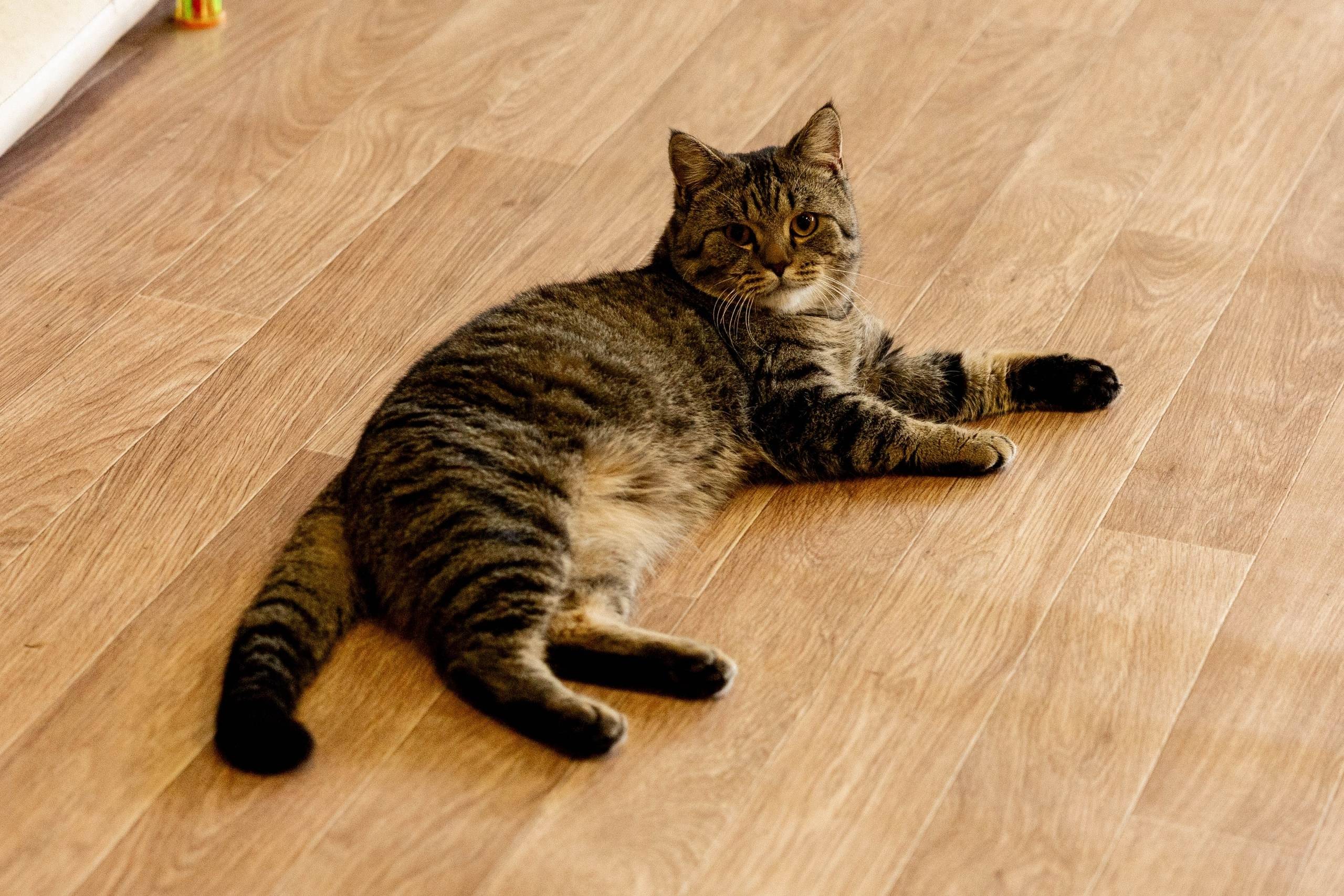 Теодор, до 5 лет 🐾 История...