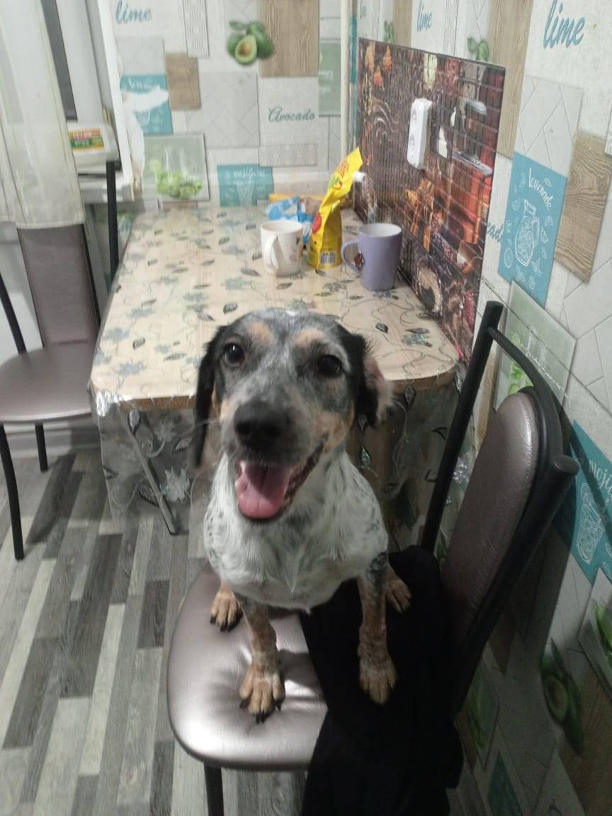 Пропала собака, если кто увиди...