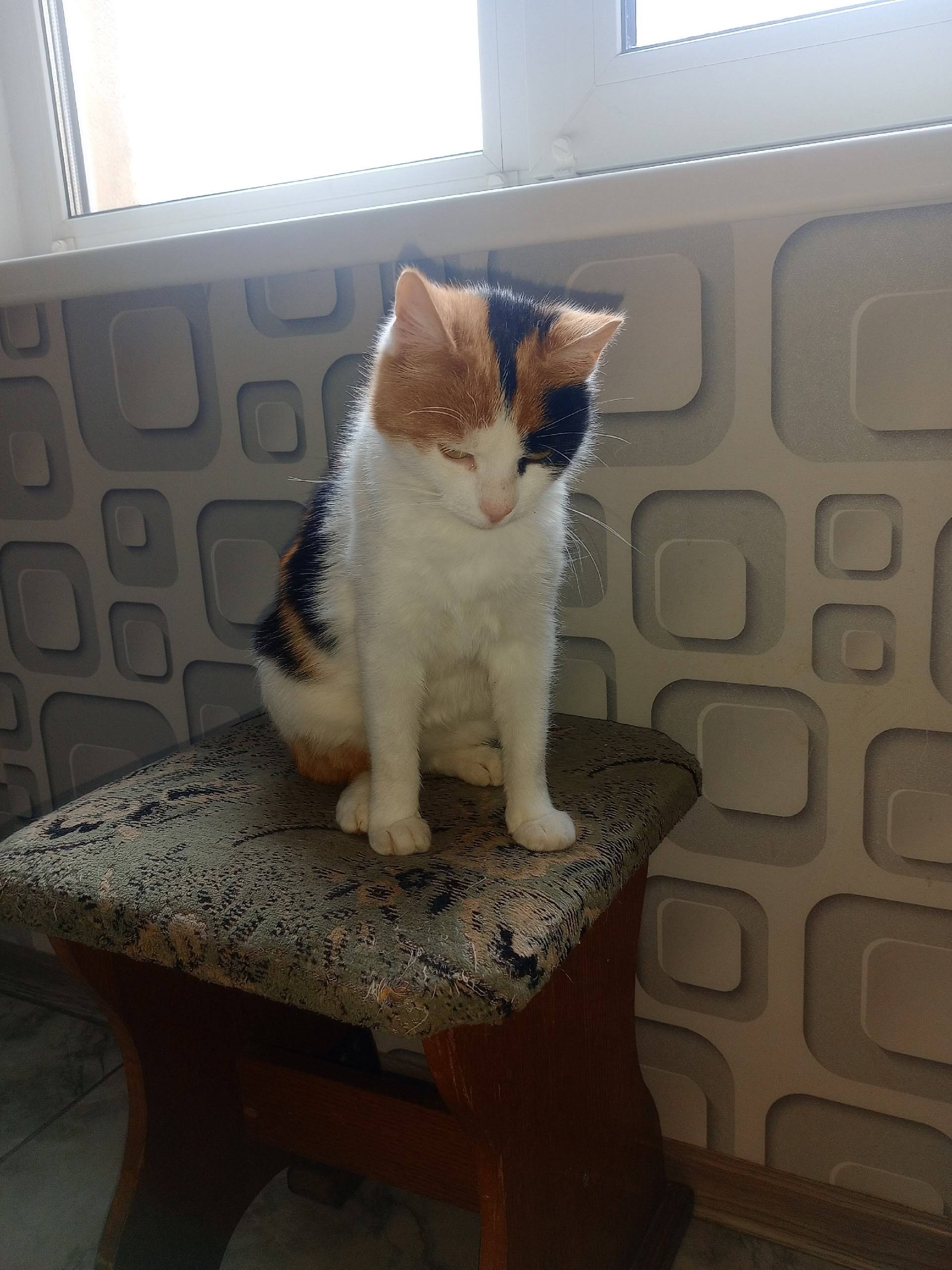 Найдена кошка ,в 1 подъезде по...