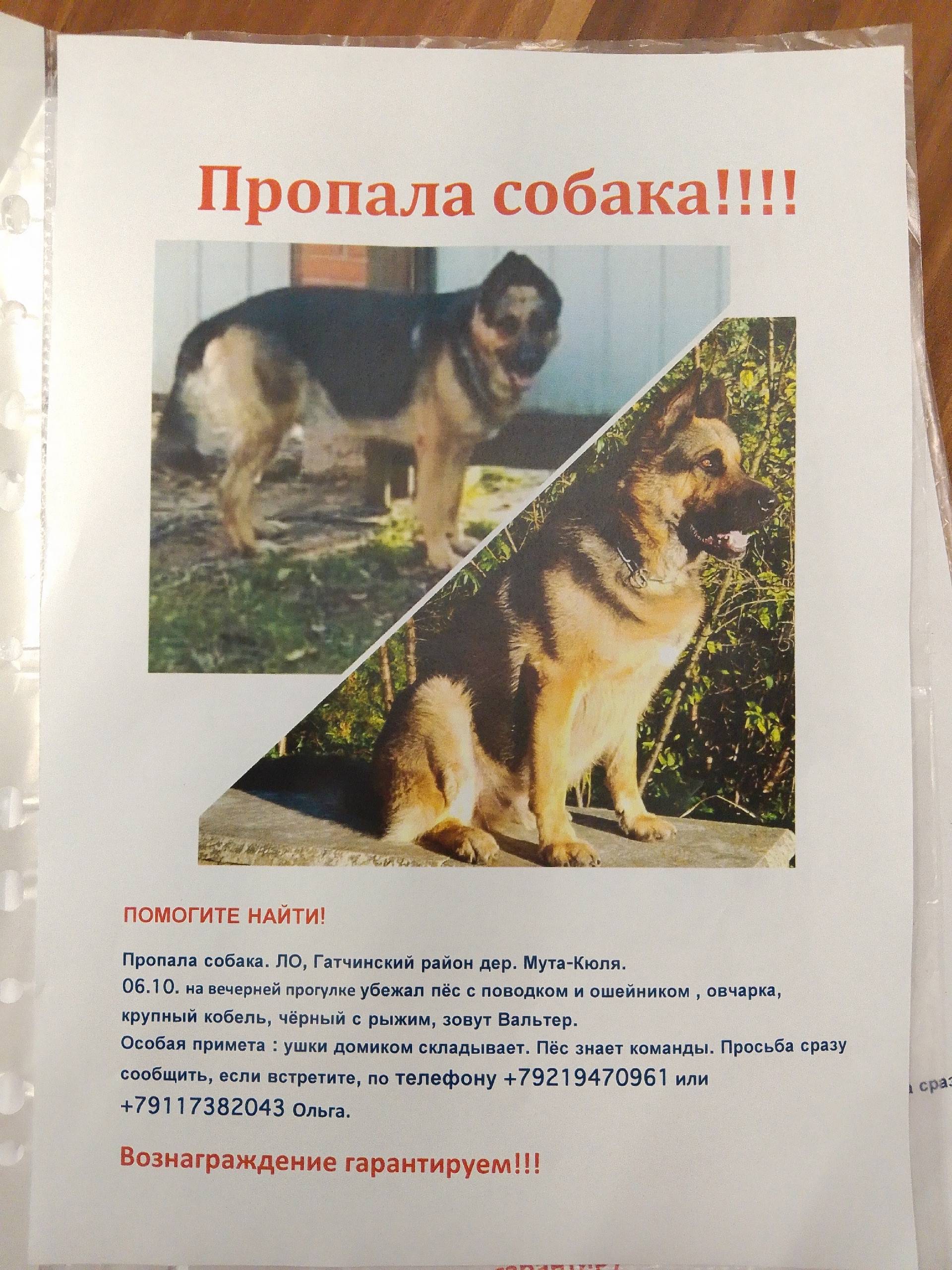 Пропала собака!!!! Помогите на...