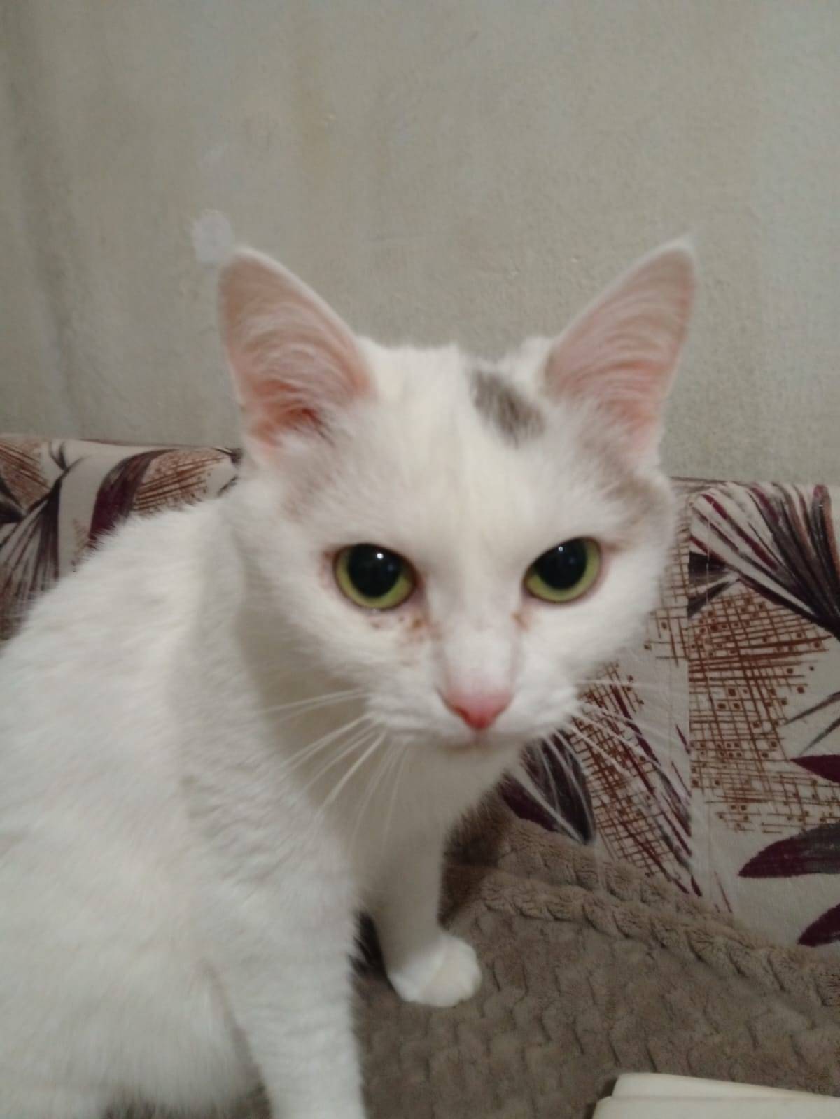 Пропала любимая кошка, возраст...