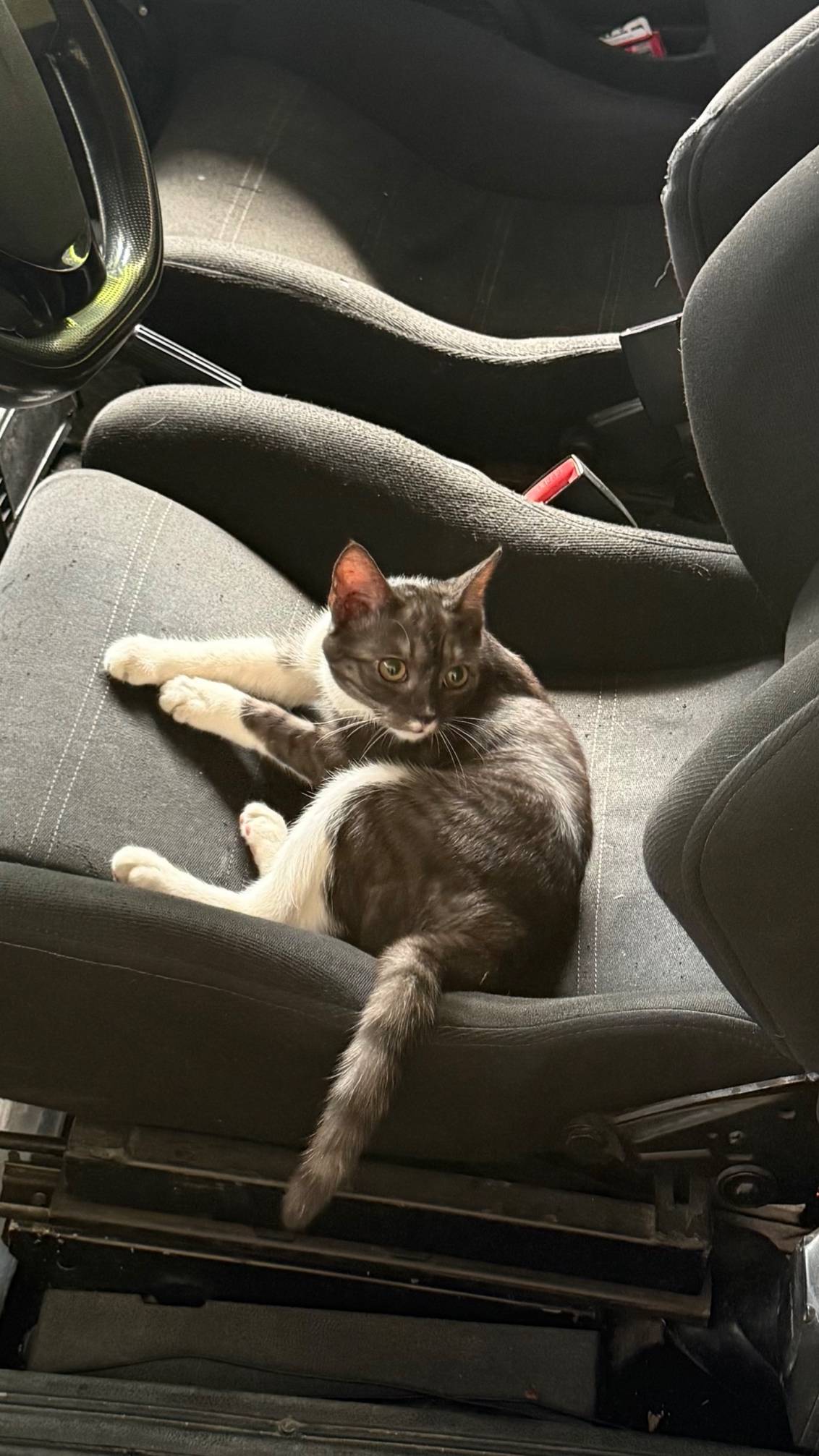 ВНИМАНИЕ ‼️ Пропала кошка (по ...