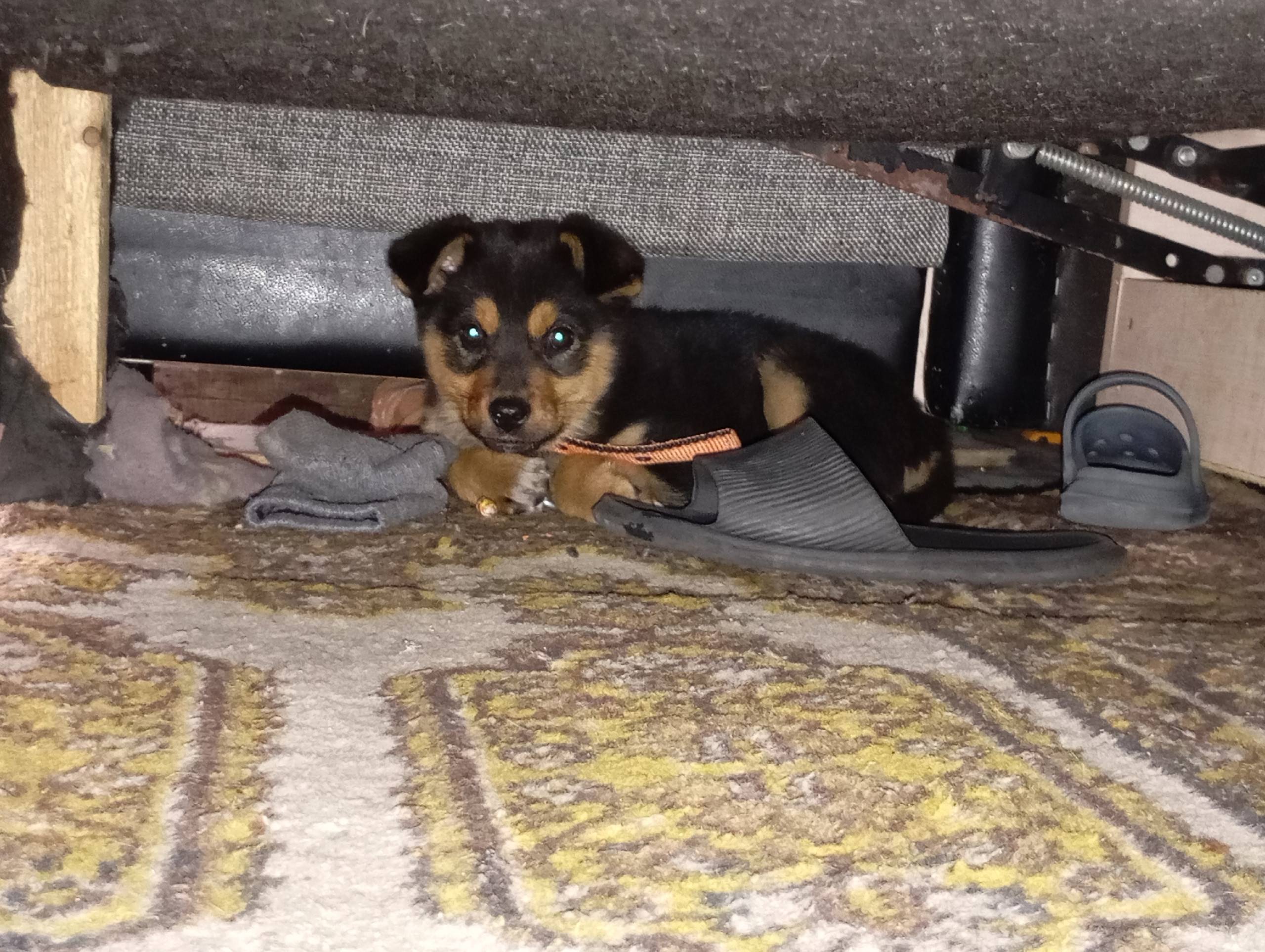 Потерялся щенок. Район ясная п...